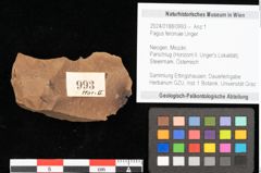 Foto (Objekt + Etikett) von Fagus feroniae Unger (NHMW-GEO-2024-0188-0993)